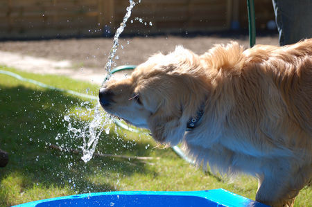 Golden Retriever Hunde Foto 37957 in höherer Auflösung ansehen Golden Retriever Wasserspiele