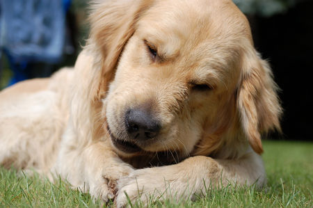 Golden Retriever Hunde Foto 37956 in höherer Auflösung ansehen Golden Retriever Baxter