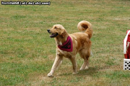 Golden Retriever Hunde Foto 9041 Golden Retriever jella beim Agility :)