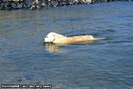 Golden Retriever Hunde Foto 11046 Golden Retriever Danny in seinem Element: Die Nordsee