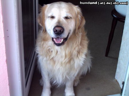 Golden Retriever Das ist Dasti von der Marke! Ich woolte Ihnen mal ein Bild zukommen lassen! Dasti wird im Mai 7 Jahre alt! Nur leider weigert er sich sich Fotografieren zu lassen! Er kann nicht still halten! Ich hoffe es gefällt Ihnen trotzdem! Liebe Grüße, Katrin Lemmer