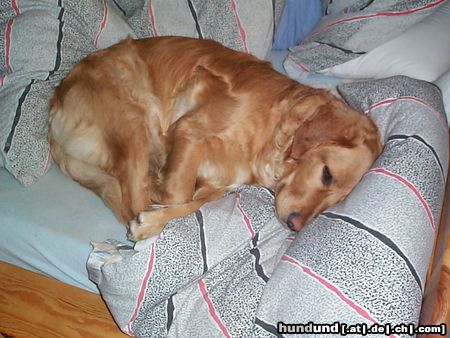 Golden Retriever Hunde Foto 2689 Golden Retriever Ich bin ja noch so müde !