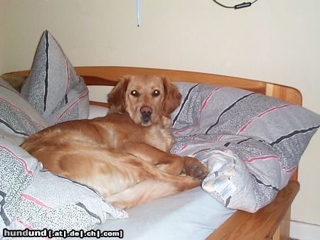 Golden Retriever Hunde Foto 2688 Golden Retriever Geh du Arbeiten - Ich bleib liegen