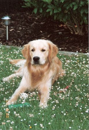 Golden Retriever Hunde Foto 31605 Golden Retriever Deckrüde Djego von Bernstein