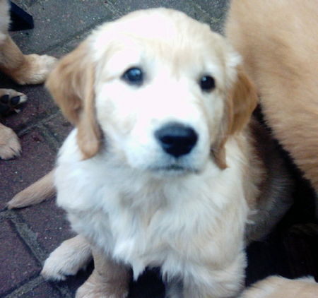 Golden Retriever Hunde Foto 34572 in höherer Auflösung ansehen Golden Retriever Pupsi
