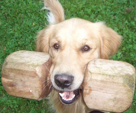 Golden Retriever Hunde Foto 34573 Golden Retriever Djego, bring !!!