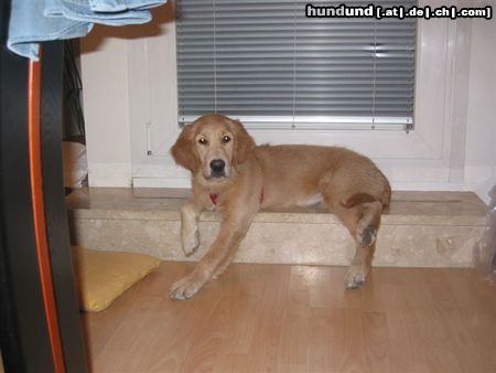 Golden Retriever Hunde Foto 3340 Golden Retriever Sami - 4 Monate