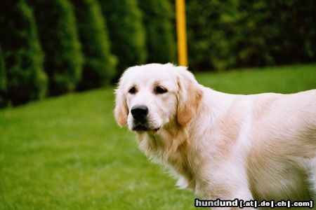 Golden Retriever Hunde Foto 12137 Golden Retriever unsere Gina / 7 Monate