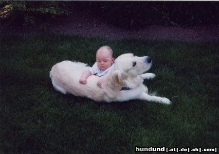 Golden Retriever Hunde Foto 8789 Golden Retriever Gero und Baby Luca