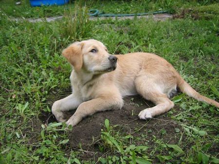 Golden Retriever Hunde Foto 37223 in höherer Auflösung ansehen Golden Retriever