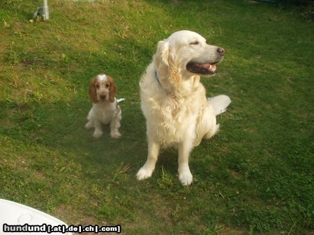 Golden Retriever Hunde Foto 13294 Golden Retriever Bendix
