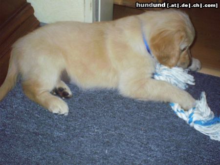 Golden Retriever Hunde Foto 11668 Golden Retriever Das ist Gary 8 1/2 Wochen alt.