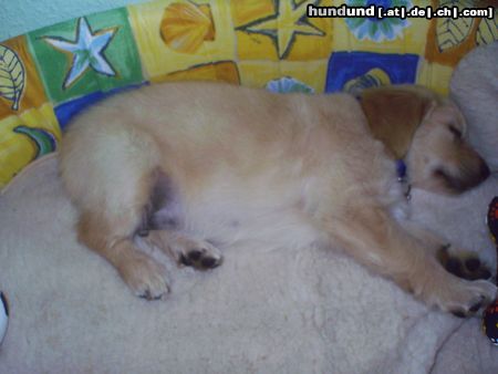 Golden Retriever Hunde Foto 11670 Golden Retriever Gary 8 1/2 Wochen alt