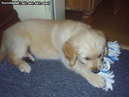Golden Retriever Hunde Foto 11667 Golden Retriever Das ist Gary 8 1/2 Wochen alt.