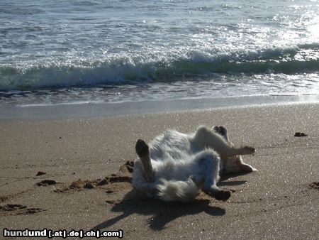 Golden Retriever Hunde Foto 5994 Golden Retriever Genuss nach dem ausgiebigen Schwumm