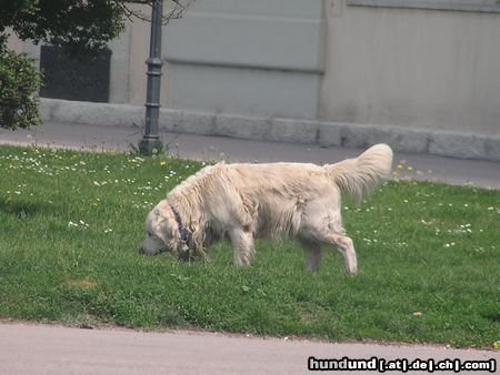 Golden Retriever Hunde Foto 21100 Golden Retriever in der stadt
