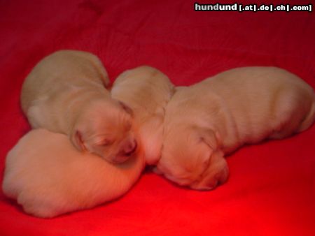 Golden Retriever Hunde Foto 7700 Golden Retriever Unsere Welpen 17.12.2003