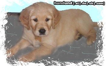 Golden Retriever Hunde Foto 3045 Golden Retriever