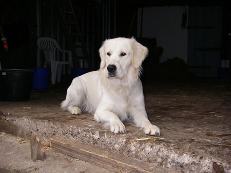 Golden Retriever Hunde Foto 27014 Golden Retriever Hier passe ich auf !!!