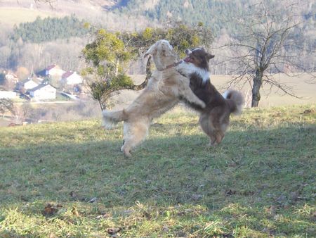 Golden Retriever Hunde Foto 40939 Golden Retriever