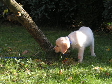 Golden Retriever Hunde Foto 27751 Golden Retriever hab ich ihn umgeworfen