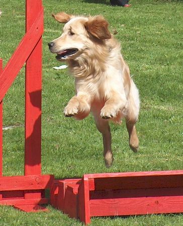 Golden Retriever Hunde Foto 31669 Golden Retriever Hopp hopp