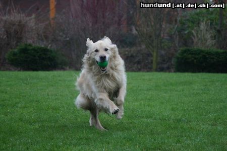 Golden Retriever Hunde Foto 21320 in höherer Auflösung ansehen Golden Retriever ich bin wie der Biltz :-)