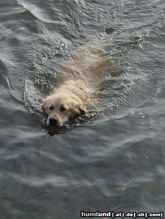 Golden Retriever Hunde Foto 21321 in höherer Auflösung ansehen Golden Retriever hier will ich nicht mehr raus :-)