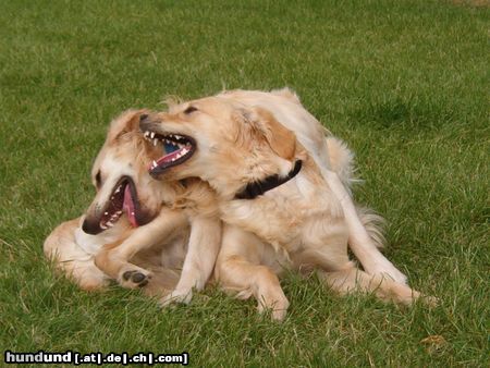 Golden Retriever Hunde Foto 12268 Golden Retriever Geschwister beim Spielen