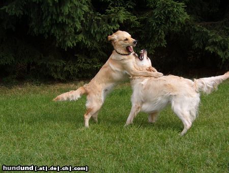 Golden Retriever Hunde Foto 12269 Golden Retriever Geschwister beim Spielen 2