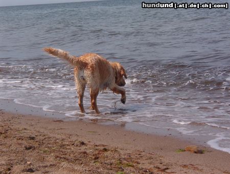 Golden Retriever Hunde Foto 12292 Golden Retriever Amba (Ostsee)