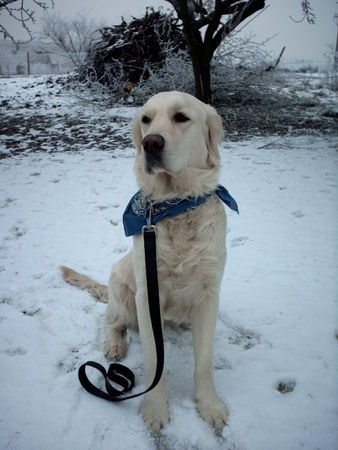 Golden Retriever Hunde Foto 31165 in höherer Auflösung ansehen Golden Retriever Nele im Schnee