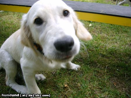 Golden Retriever Hunde Foto 22585 in höherer Auflösung ansehen Golden Retriever Ronaldo baby