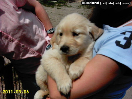 Golden Retriever Hunde Foto 24863 in höherer Auflösung ansehen Golden Retriever freche Jule 8.Wochen