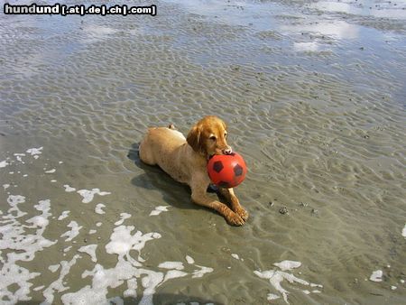 Golden Retriever Hunde Foto 20169 in höherer Auflösung ansehen Golden Retriever Unser Spike