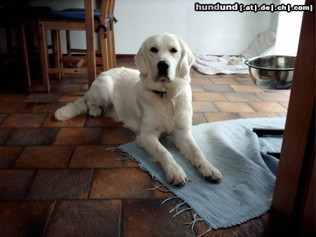 Golden Retriever Nele, 1 Jahr alt