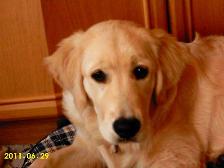 Golden Retriever Hunde Foto 27652 in höherer Auflösung ansehen Golden Retriever Hi
