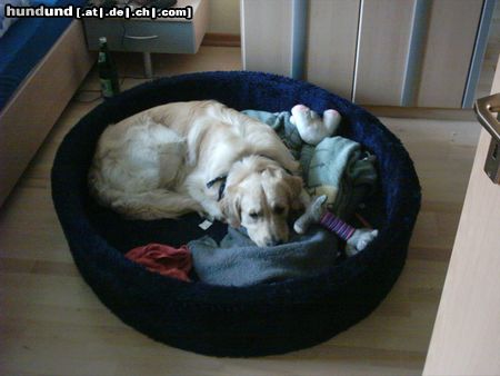 Golden Retriever Hunde Foto 13072 Golden Retriever Jetzt nervt die Olle wieder mit dem Knipsdingens