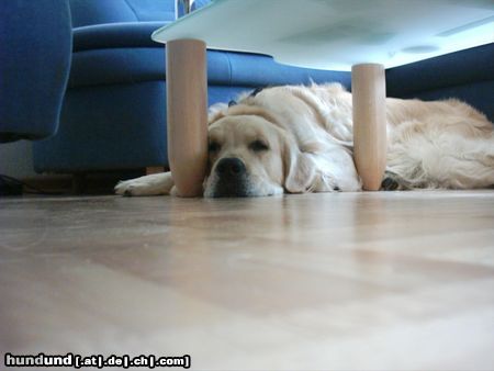 Golden Retriever Hunde Foto 13093 Golden Retriever nicht mal hier hat man seine Ruhe