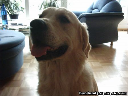 Golden Retriever Hunde Foto 14730 Golden Retriever Unser Quinn