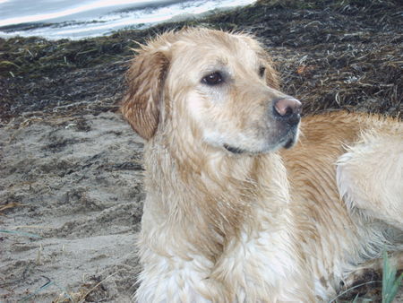 Golden Retriever Hunde Foto 38684 in höherer Auflösung ansehen Golden Retriever eine liebenswerte Wasserratte