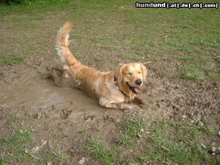 Golden Retriever Hunde Foto 18990 in höherer Auflösung ansehen Golden Retriever was gibt es Schöneres...