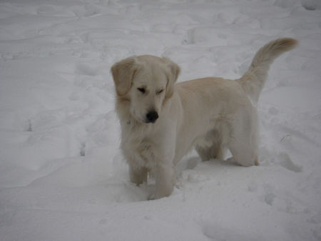 Golden Retriever Hunde Foto 27015 in höherer Auflösung ansehen Golden Retriever Was ist denn hier los !?