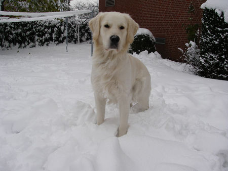 Golden Retriever Hunde Foto 27016 in höherer Auflösung ansehen Golden Retriever Balou mit 15 Monaten