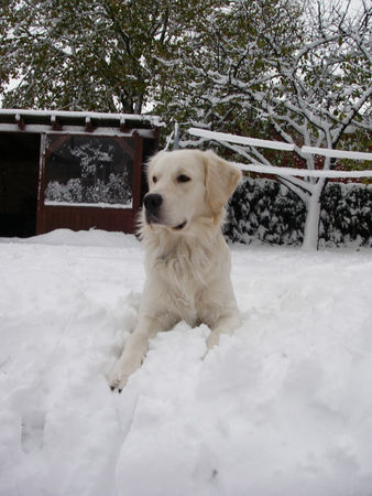 Golden Retriever Hunde Foto 27017 in höherer Auflösung ansehen Golden Retriever Balou mit 15 Monaten