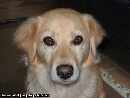 Golden Retriever Kira 3 Jahre alt