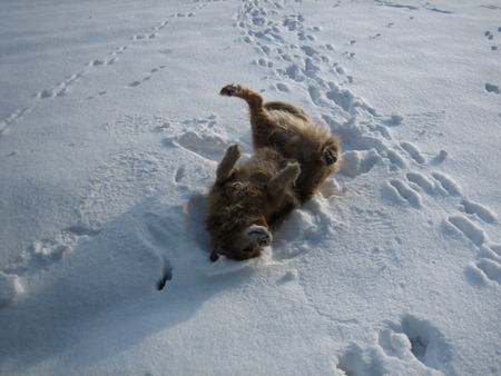 Golden Retriever Hunde Foto 29474 in höherer Auflösung ansehen Golden Retriever Schneeeeeeeeee!!!!