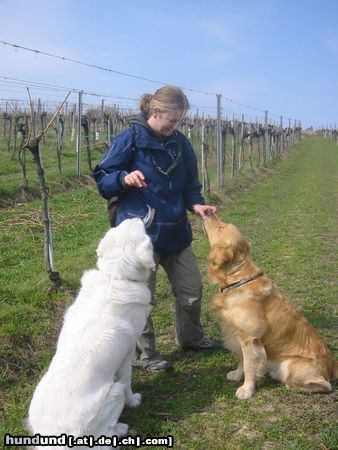 Golden Retriever Hunde Foto 19920 in höherer Auflösung ansehen Golden Retriever Hmmm, schmecken die Leckerls aber gut