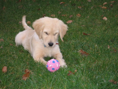 Golden Retriever Hunde Foto 40789 in höherer Auflösung ansehen Golden Retriever Anton und sein Lieblingsball