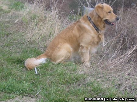 Golden Retriever Hunde Foto 19918 in höherer Auflösung ansehen Golden Retriever Was tut sich da unten?
